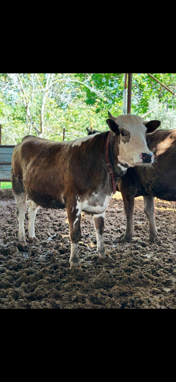 Gara Kerim Besi Çiftliği